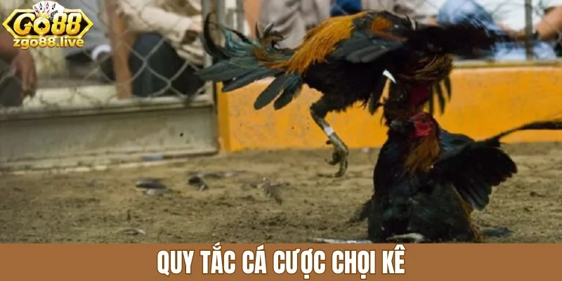 Quy tắc cá cược chọi kê